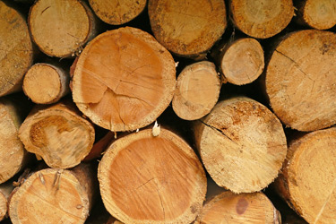 Holzstapel