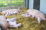 Öko-Schweine