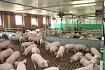 Mastschweine in der Grossgruppe