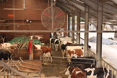 26 - Boxenlaufstall