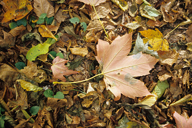 Herbstlaub