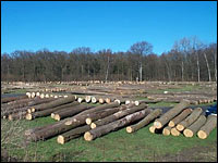 Holzlager