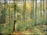 Wald im Frühling