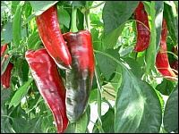 Paprika