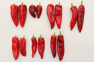 Rote Spitzpaprika