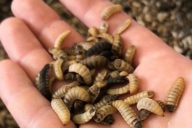 Insekten