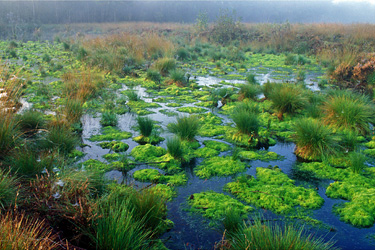 Moor bei Emsdetten