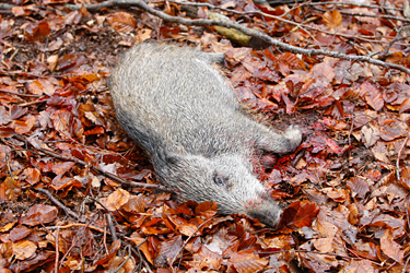 Erlegtes Wildschwein
