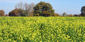 Zwischenfrüchte