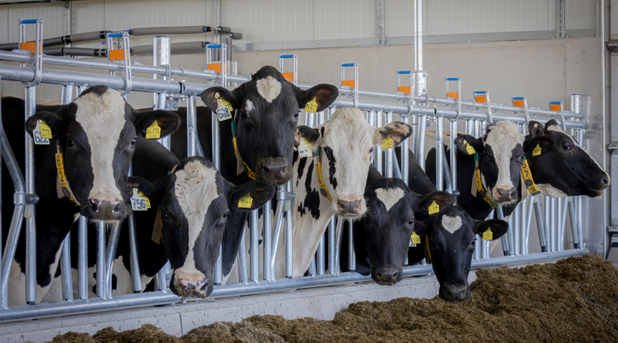 Kühe im TUI-Stall
