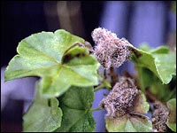 Botrytis an Geranien
