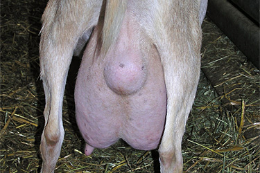 Pseudotuberkulose