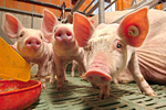 Neugierige Ferkel