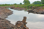 Totholz im Fluss