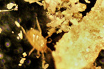 Hypoaspis miles