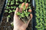 Jungpflanzen. Foto: Zoe Schaeffer, unsplash.com