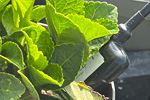 Sensorsystem Nursery Stock GSS