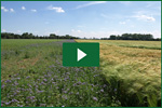 videobluehstreifen