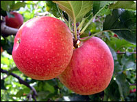 Rote Äpfel