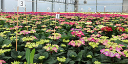 Fotorundgang 5 / 2024 Straelen
