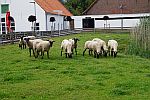 gruenlandmanagement_mit_schafen